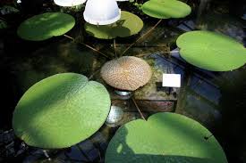 花の万博２０周年 花と緑に囲まれて 楽しさいっぱい 咲くやこの花館 鶴見 城東 大阪 の旅行記 ブログ By みにくまさん フォートラベル
