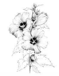 Black And White Line Art Plant Clipart Hibiscus Sketch Line Drawing Coloring Page Clipart Large Etsy In 2020 Pencil Drawings Of Flowers Line Art Drawings Flower Drawing