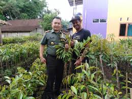 Sebelum membeli durian musang king, coba kenali dulu asal usul serta cirinya agar tak tertipu. Kebun Durian Grosir Bibit Durian Musang King Kaki 3 Tiga Murah Harga Bibit Durian Musang King Kaki 3 Tiga Jual Bibit Durian Musang King Kaki 3 Tiga Jual Bibit Pohon Durian