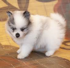 They get along well with children but children must be taught to be. Toy Pomeranian Puppies For Sale Near Me Usa Canada Au Eu