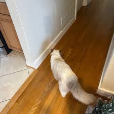 We did not find results for: Aussie Pet Mobile Central Virginia 36 Photos 16 Reviews Pet Groomers Richmond Va Phone Number