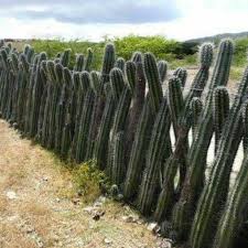 It makes the gathering process quick so you don't waste any. Living Fence No One Will Climb Cactus
