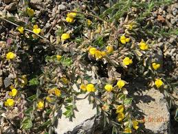 Image result for Crotalaria polysperma
