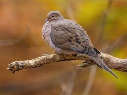 Image result for Morinda angolensis