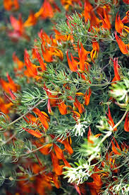 Image result for Lotus berthelotii