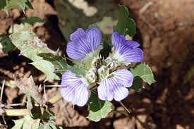 Image result for Blepharis