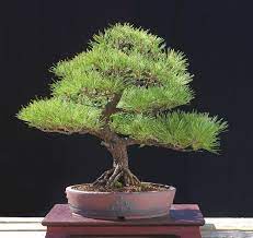 The blue ridge bonsai society supports and promotes the art of bonsai in the region around asheville, nc. Help Me Prune This Pinus Wallichiana Himalayan Blue Pine To Bonsai Bonsai Forum Bonsai Empire