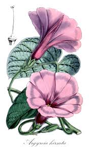 Image result for Astripomoea malvacea