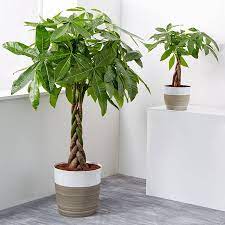Money Tree Plant Save 20 Plants Com Money Tree Plant Trees To Plant Money Tree Plant Care