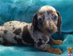 Dotsun, dachson,piebald dachshund puppies for sale,piebald dachshund puppy, dapple dachshund puppy,dachshund puppies in california, dachshund breeders in california. Dachshund Puppies For Sale In California