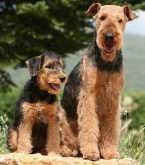 Browse thru airedale terrier puppies for sale in usa area listings on puppyfinder.com to find your perfect puppy. Airedale Terrier Puppy Cost Uk Pets Lovers