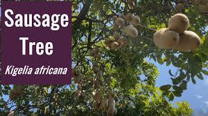The flowers are also quite showy and the fruit, while not palatable for humans, is popular with hippos. Sausage Tree Youtube