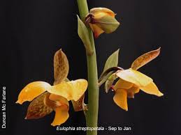 Image result for Eulophia elegans