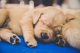 Watch for them on our website. Help Yvr Name A Litter Of Adorable Service Pups Richmond News