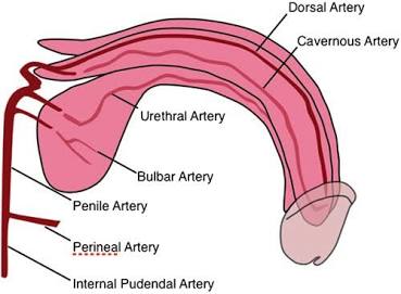 The Vascular Network of the Male Anatomy, AI generated