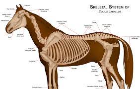 The transverse processes have small. All You Need To Know About Your Horse S Back Horse Hound