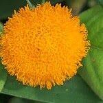 Image result for Crassocephalum vitellinum