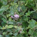 Image result for Ipomoea wightii