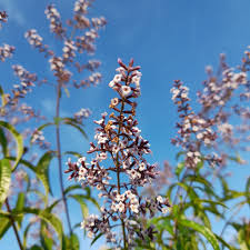 Image result for Aloysia citrodora