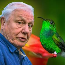 Beautiful Hummingbird