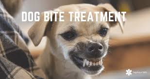 Check spelling or type a new query. Dog Bite Treatment 7 Essential Steps To Follow Seymour Ems Ct 06483