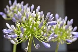 Image result for Agapanthus campanulatus