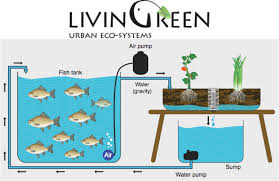 Israeli Company Livingreen Israel Aquaponics Farming With The Fish Israel Science Info