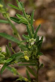 Image result for Polygala erioptera