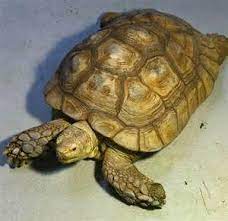 سلحفاه فخذ الجائزه افريقيه او سلحفاه turtle animals