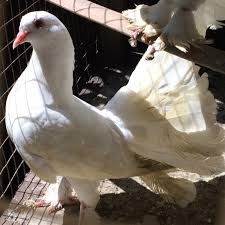 Berasal dari india dan tiongkok dengan ciri mencolok berupa ekor yang selalu mengembang mirip kapas. Burung Dara Merpati Kipas Shopee Indonesia