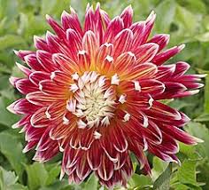 Image result for Dahlia sp. (cultivar)