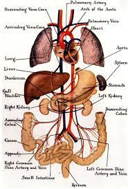 They extend from the upper border of vertebrae t12 to the centre of the body of l3. Human Internal Organ Anatomy Gross View