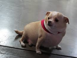 Image result for chihuahua big obesity