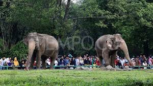 Seorang pria ditangkap pihak kepolisian usai membawa balitanya ke habitat gajah di kebun binatang untuk berfoto. Polisi Pencopet Di Kebun Binatang Ragunan Biasanya Perempuan Metro Tempo Co