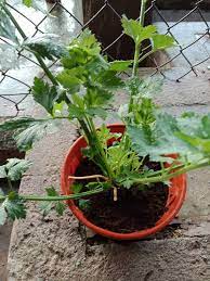 Masakan indonesia adalah salah satu tradisi kuliner yang paling kaya di dunia, dan penuh dengan cita rasa yang kuat. Cara Mudah Tanam Pokok Daun Sup Barulah Pokok Cepat Besar