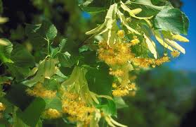 Littleleaf linden, lime, smallleaf lime description: One Of Nature S Best Kept Secrets Linden Tea White No Sugar