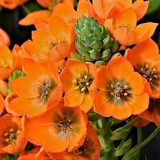 Check spelling or type a new query. Orange Dubium Star Of Bethlehem Florabundance Wholesale Flowers
