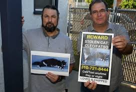 Where's Fatso? Downtown Torrance residents say stranger took beloved  neighborhood cat