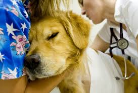 Pet emergency clinic, lake charles, la. Pet Emergency Care In Veterinary Hospitals Pet Its Echo Doran