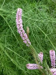 Image result for Poecilostachys