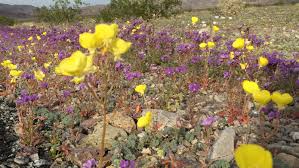 Although present day death valley is a dry desert, much preserved evidence of water exists in the park, suggesting a wetter environment in ancient times. Mono Lake Alabama Hills Death Valley Offer Wildflowers Ghost Towns