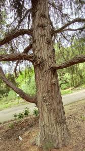 Image result for Cupressus torulosa