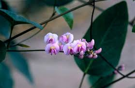 Image result for Hardenbergia comptoniana