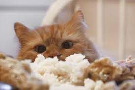 We used kidney beans, but feel free to substitute any red or black bean for this recipe. Can Cats Eat Rice Different Rice Products