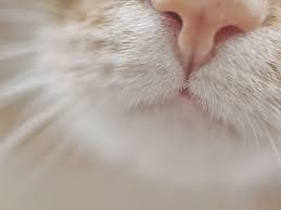 Why Do Cats Have Whiskers Fascinating Facts About Cats Cat Facts Cats Whiskers