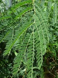 Image result for Sesbania grandiflora