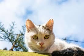 Cat Licking Its Chops Stock Photo, Picture and Royalty Free Image. Image  15231838.