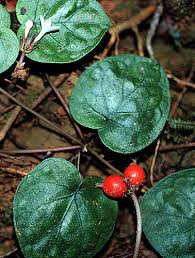 Image result for Geophila