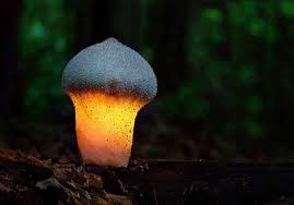 Fotogalerie Fotogalerie Zauberhafte Pilze Bild 7 Pilze Natur Fotos