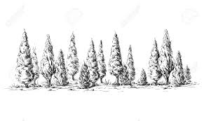 The cross of the crucifixion was allegedly constructed in part of cypress. Panoramic View Of The Forest From Cypress Trees Hand Drawn Vector Illustration Sketch Design Royalty Free Cliparts Vectors And Stock Illustration Image 74649294